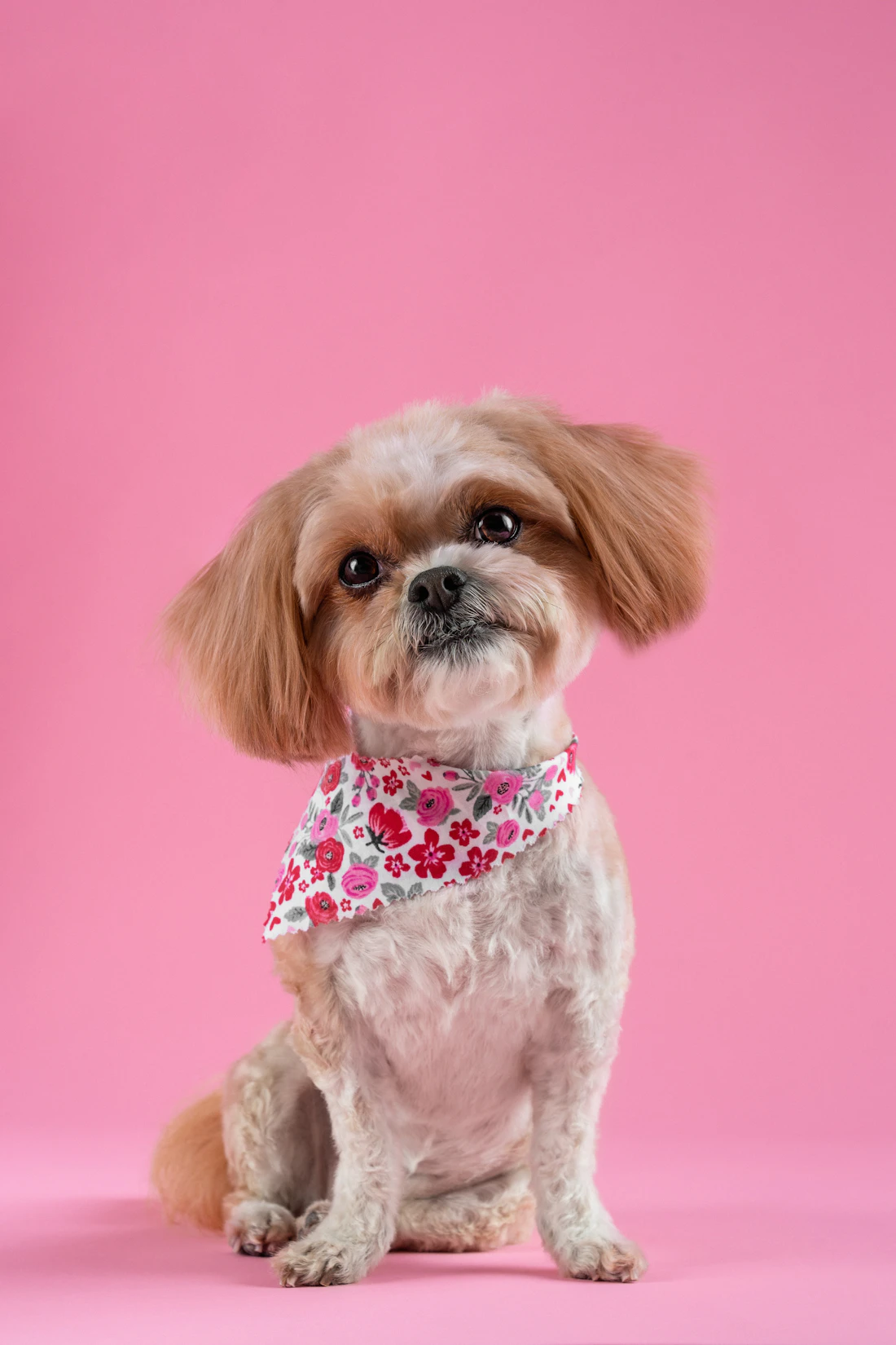 A freshly trimmed cream shih tzu in a red floral bandana on a pink backdrop
