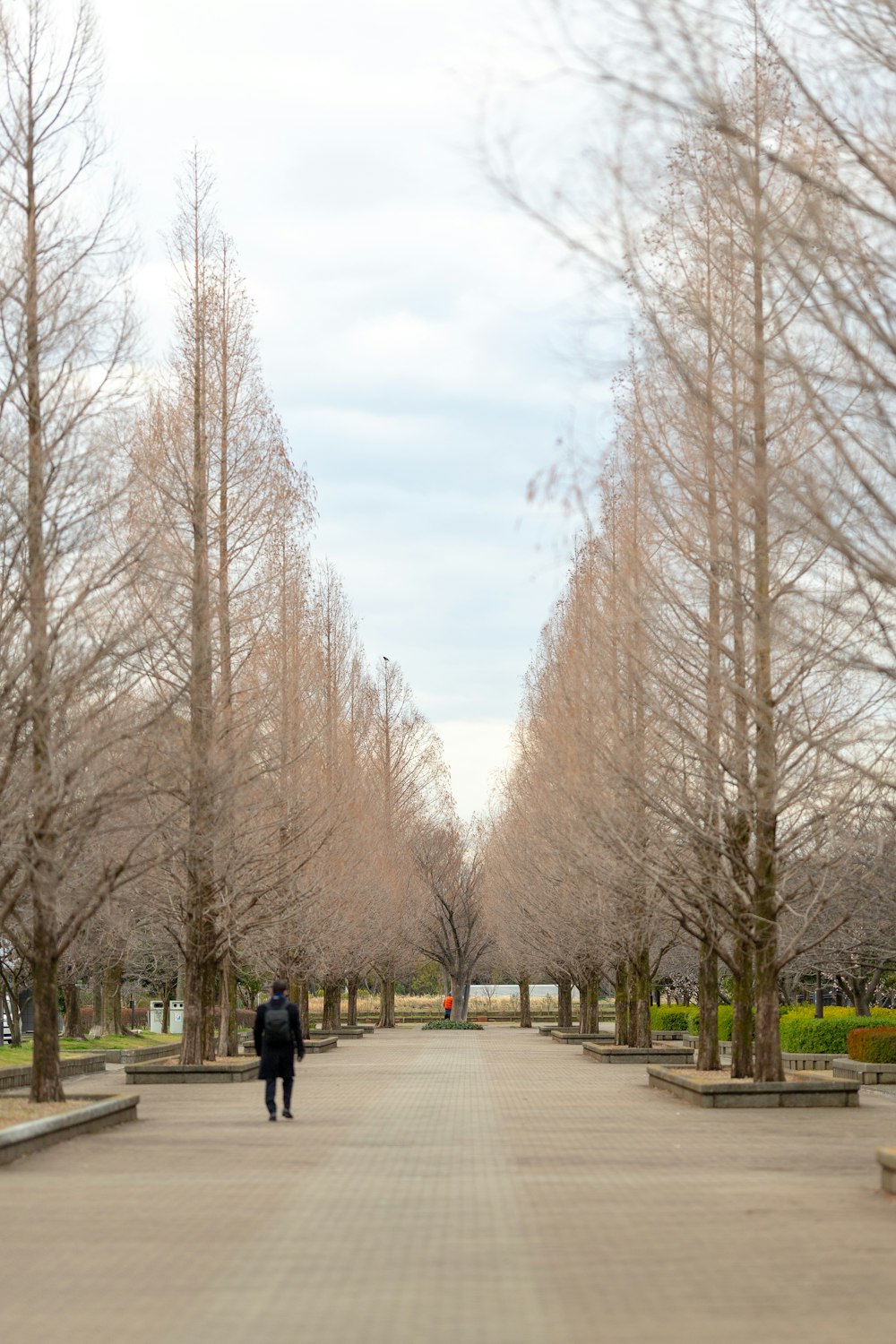 a person walking down a path lined with trees