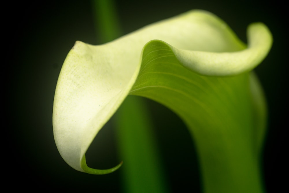 a close up of a green flower on a black background