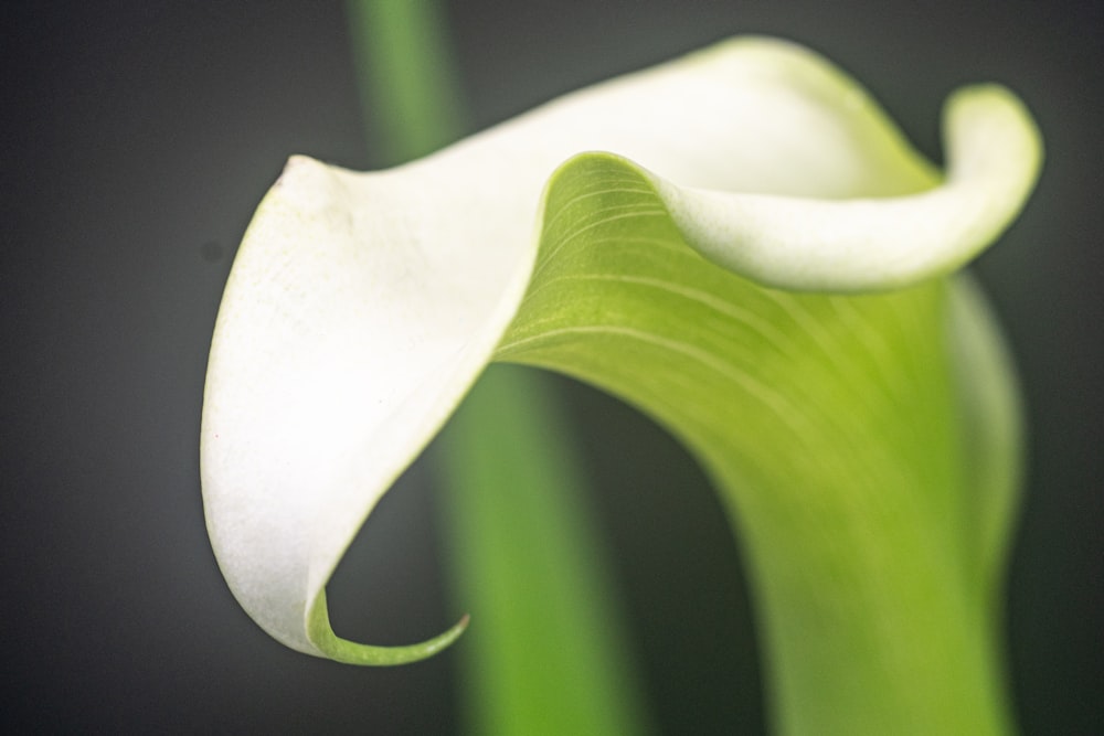 a close up of a white flower on a black background