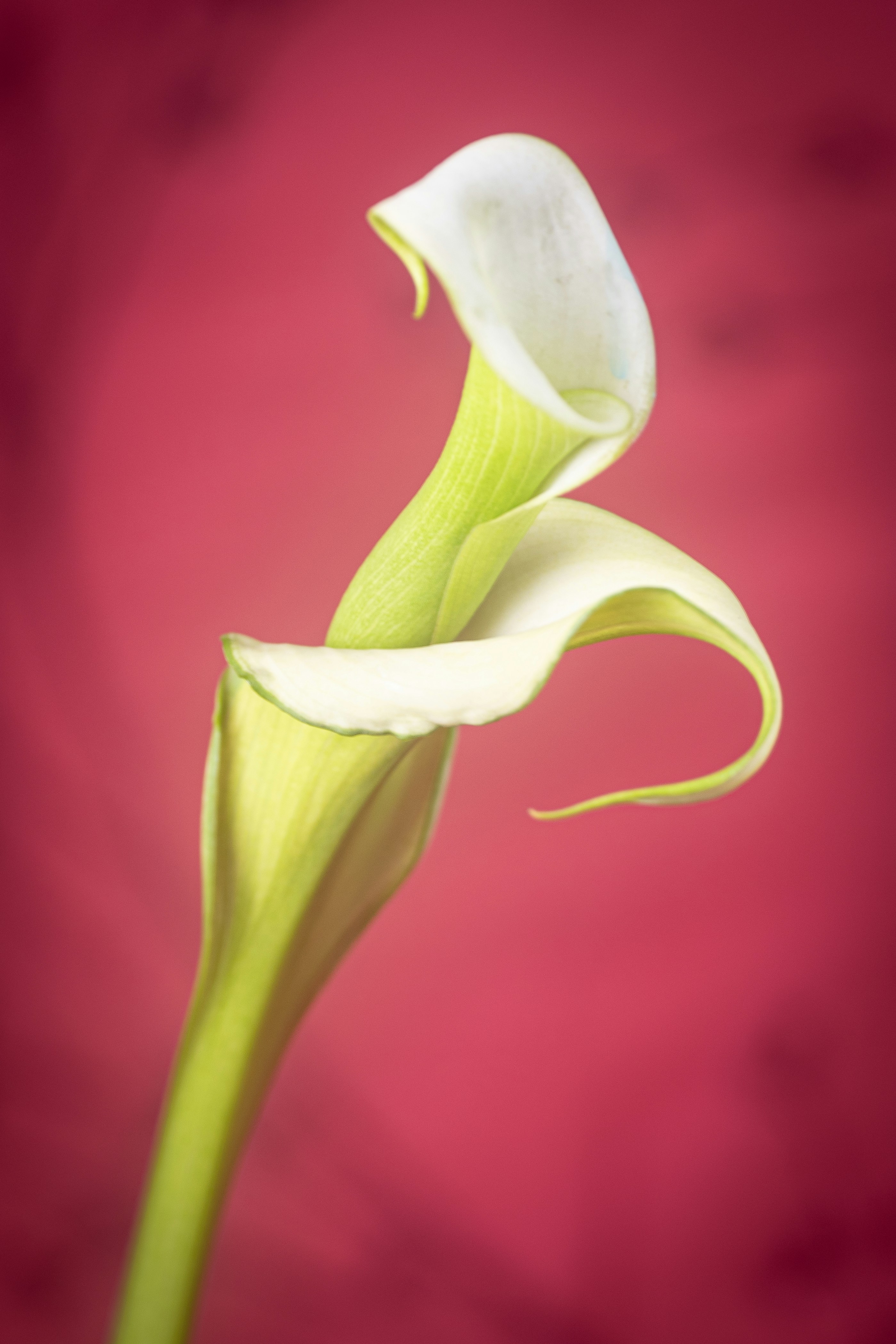 Photo by photosbyrachelo