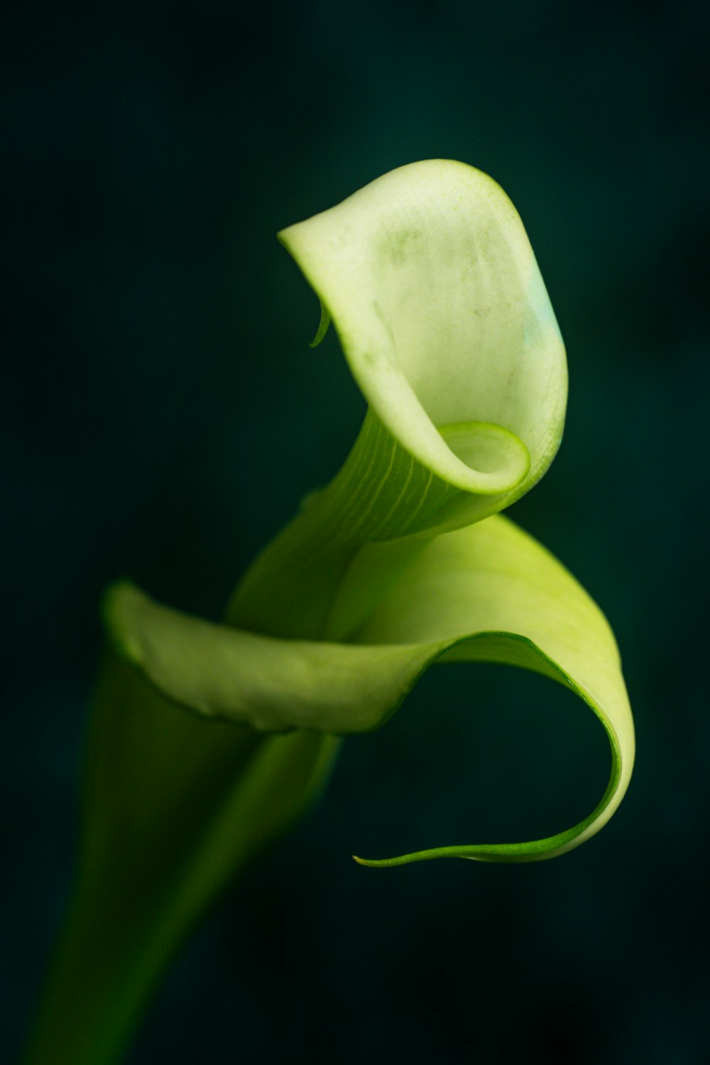 a close up of a flower with a dark background