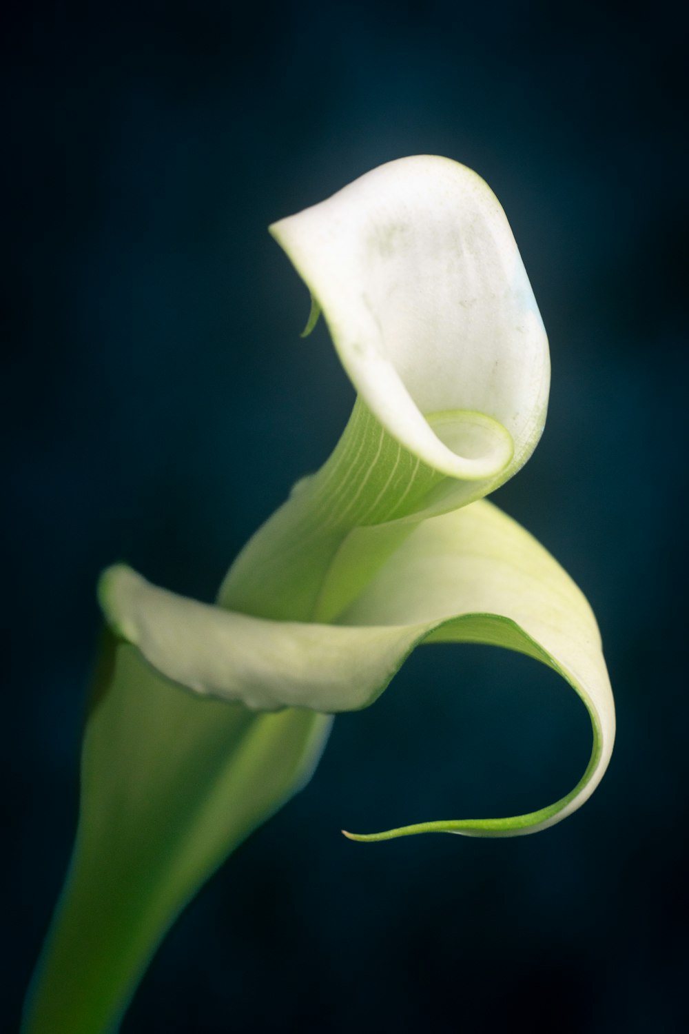 a close up of a flower with a dark background