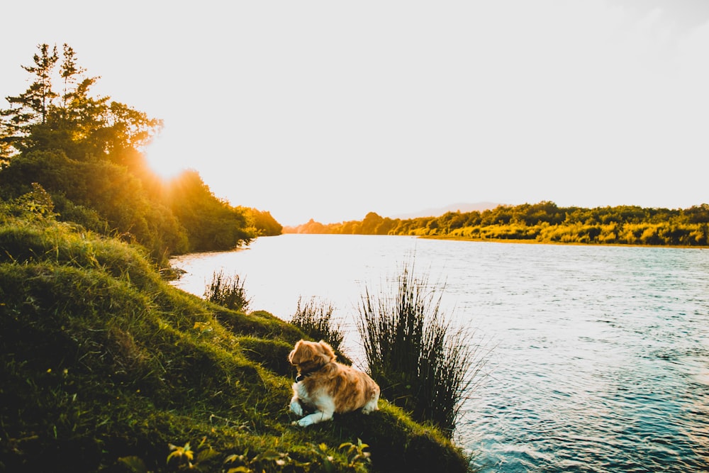 a brown and white dog standing on top of a lush green hillside