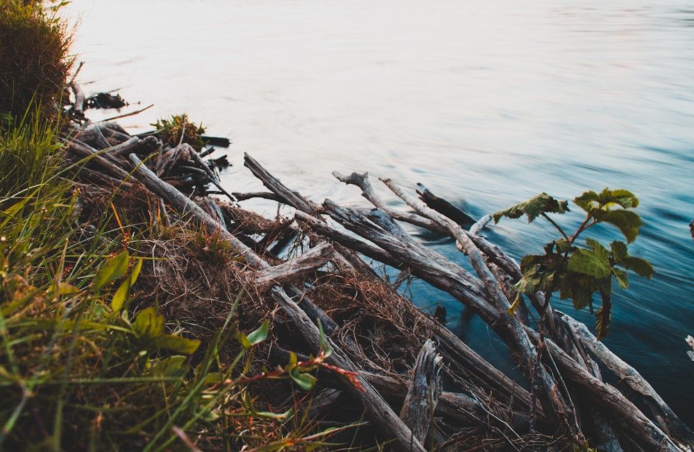 a bunch of sticks that are in the water