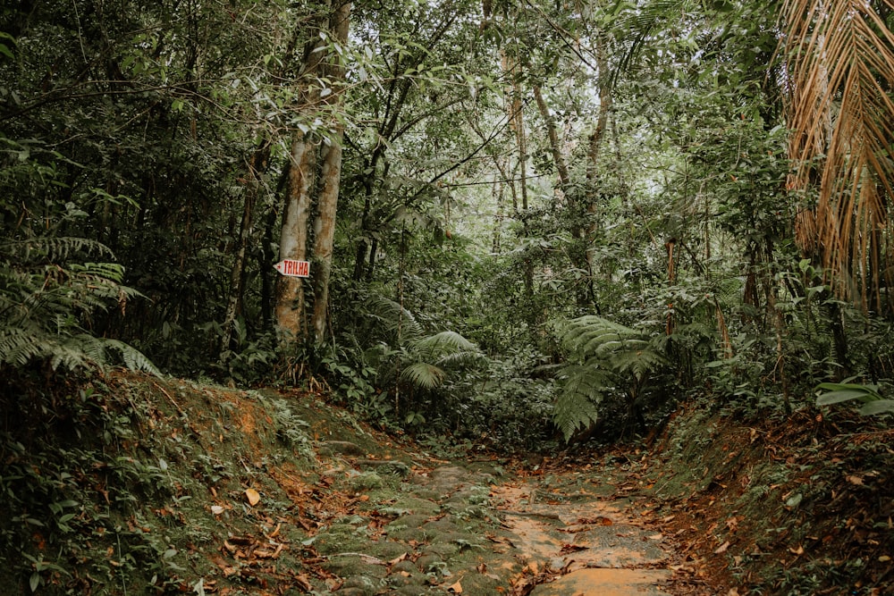 a dirt road in the middle of a jungle