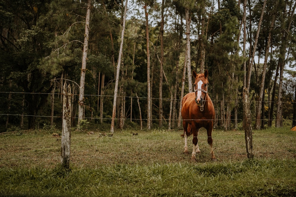 a horse standing in the middle of a forest