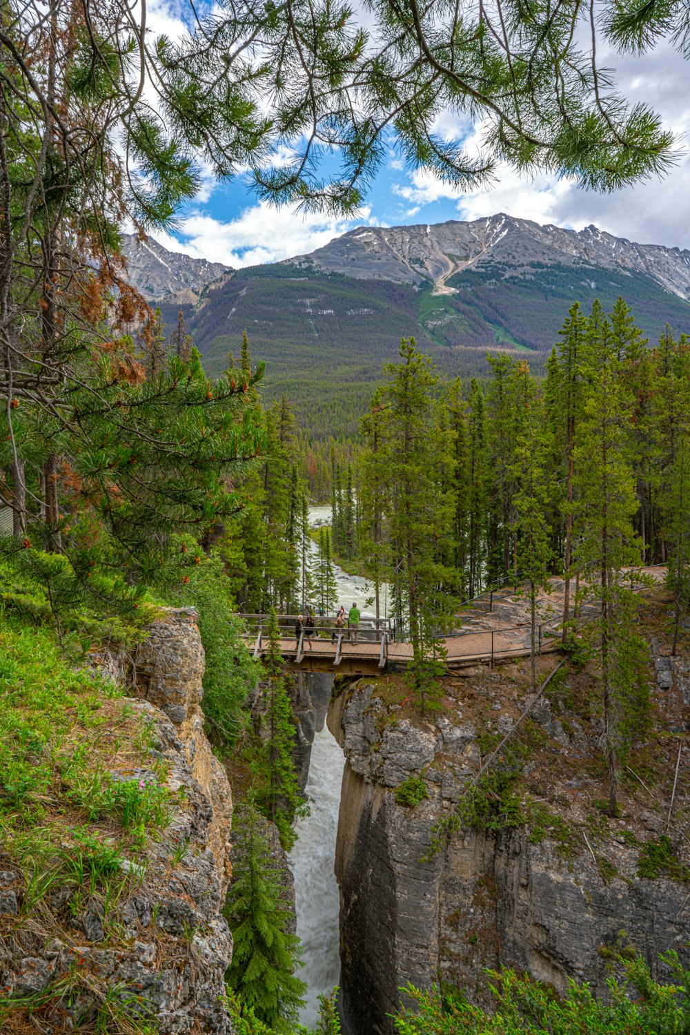 a bridge over a river in the middle of a forest