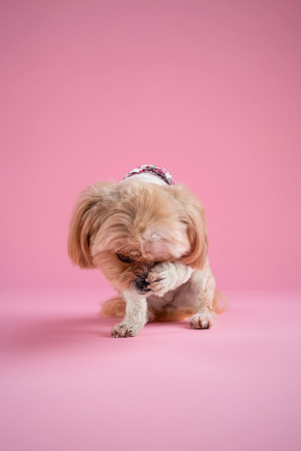 a small dog with a bow on its head