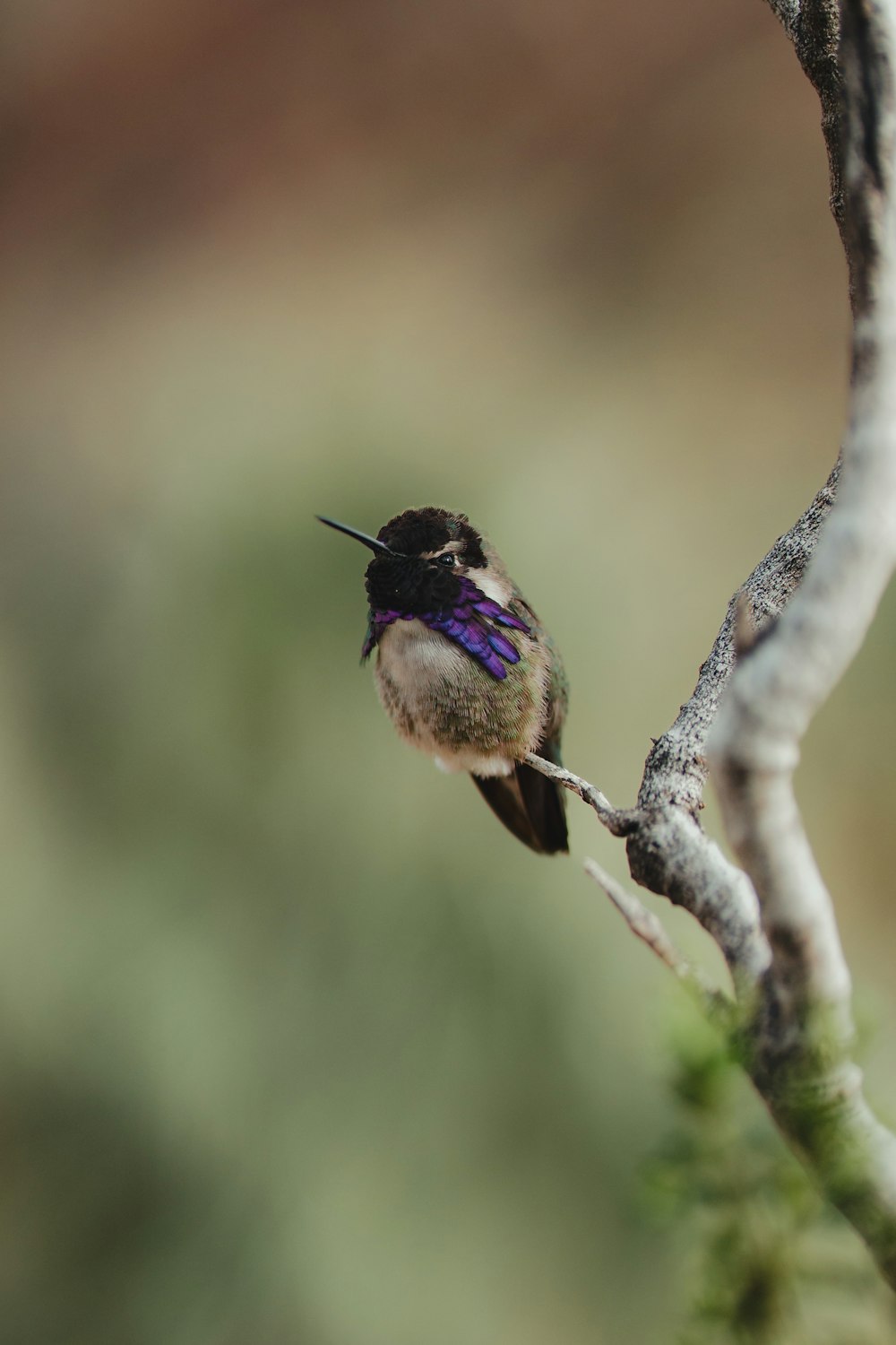 a hummingbird perches on a tree branch