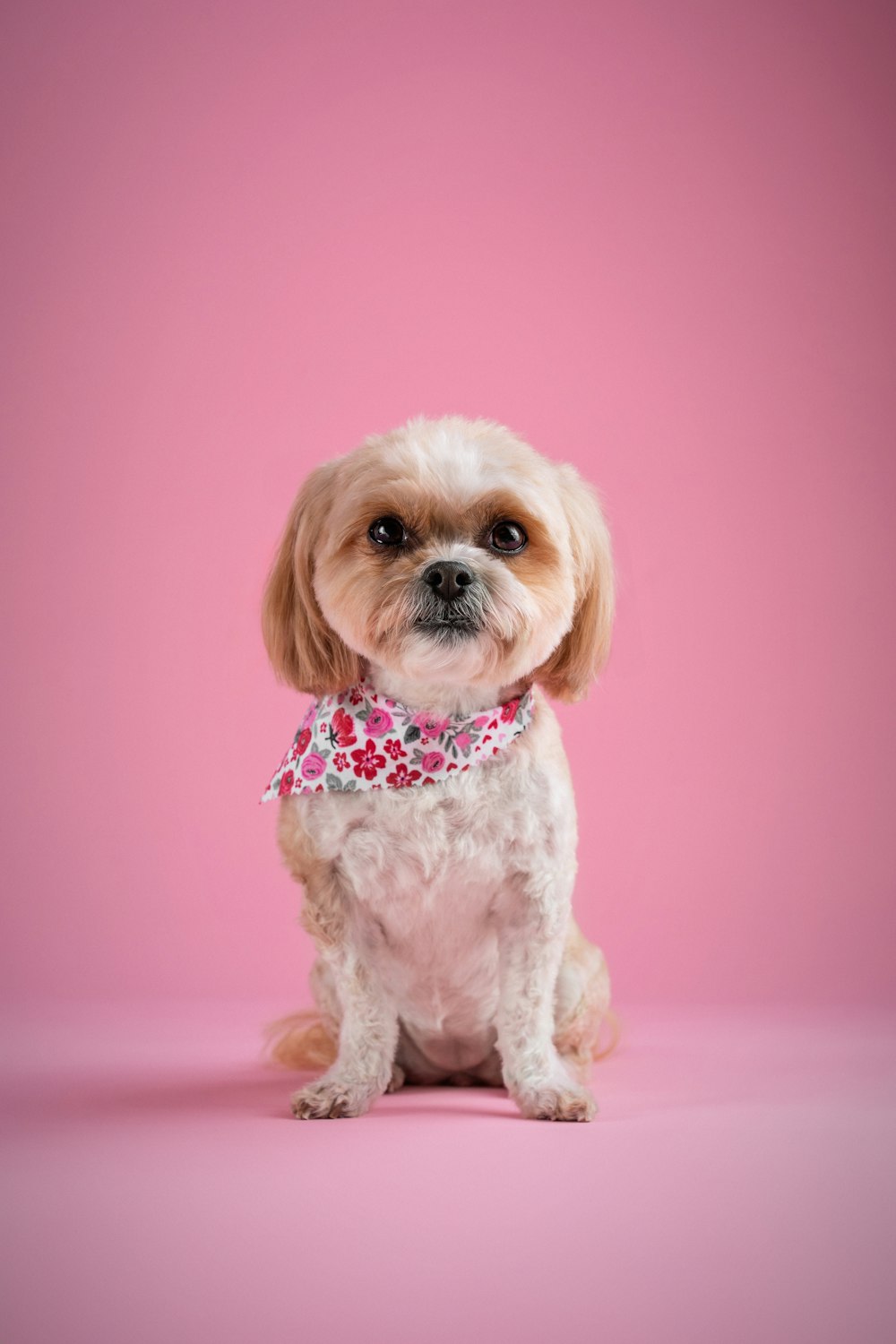 a small white dog sitting on a pink background