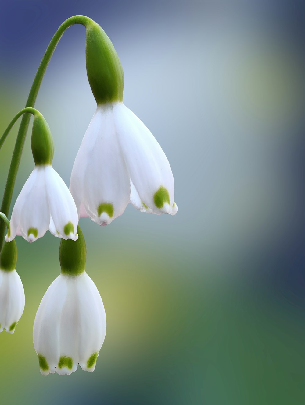 a close up of a flower with a blurry background