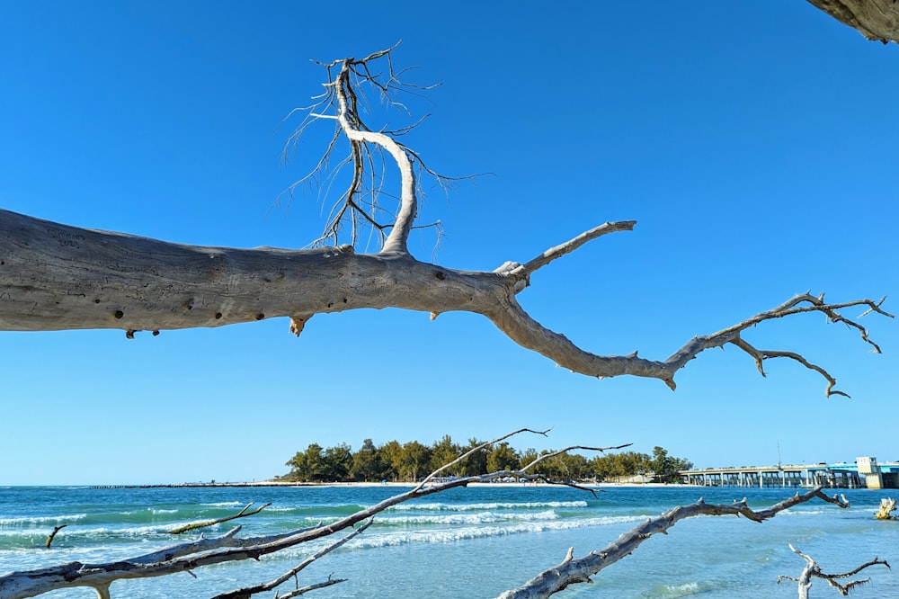 a dead tree branch sticking out of the water