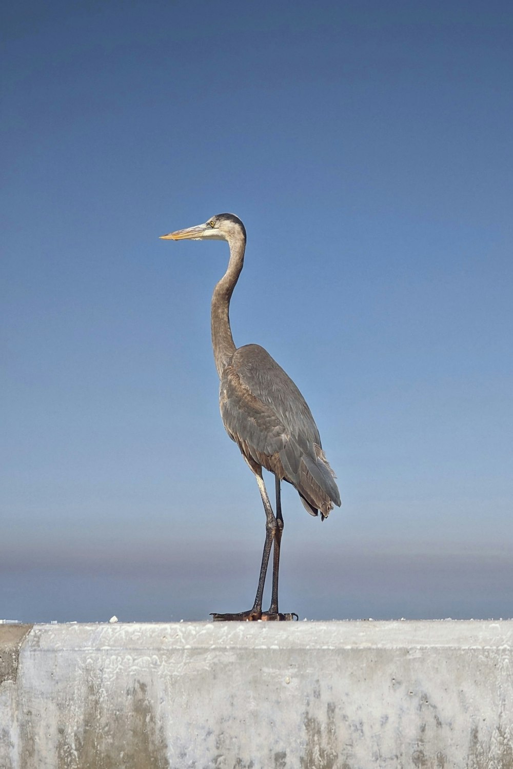 a large bird standing on top of a cement wall