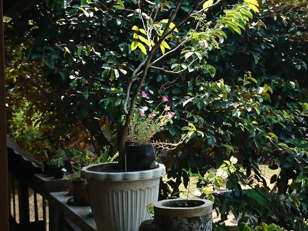 a potted plant sitting on top of a wooden table