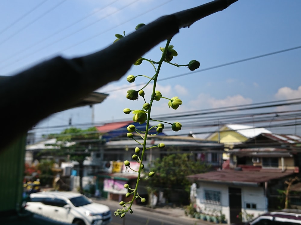 a plant with green flowers on a street