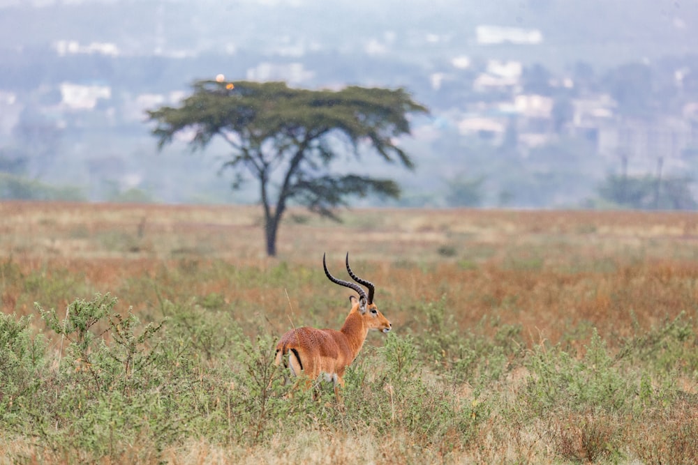 a gazelle standing in a field with a tree in the background