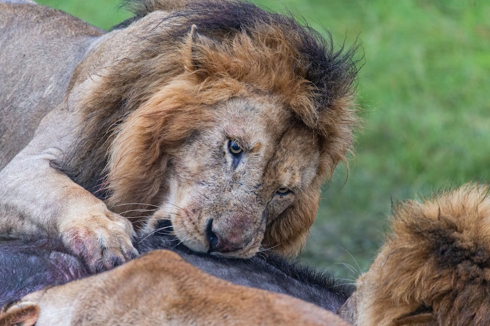 a group of lions laying on top of each other