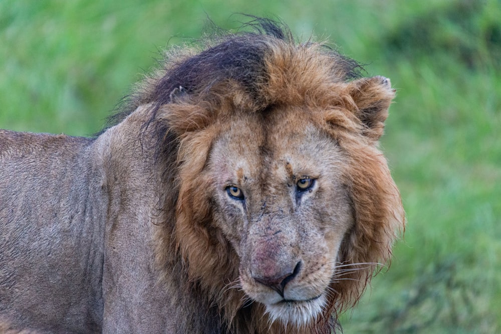 a close up of a lion on a grass field