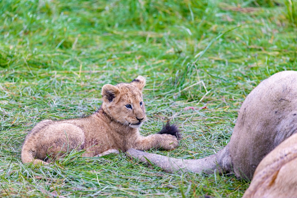 a lion cub laying on the ground next to another lion
