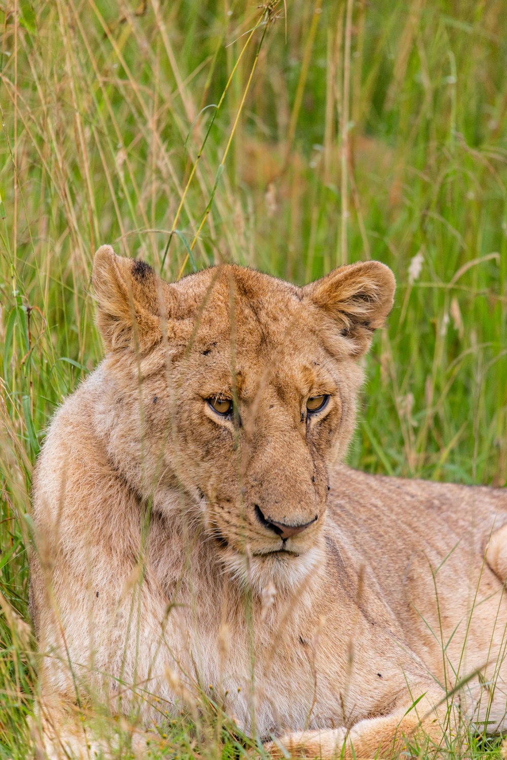 a close up of a lion laying in the grass