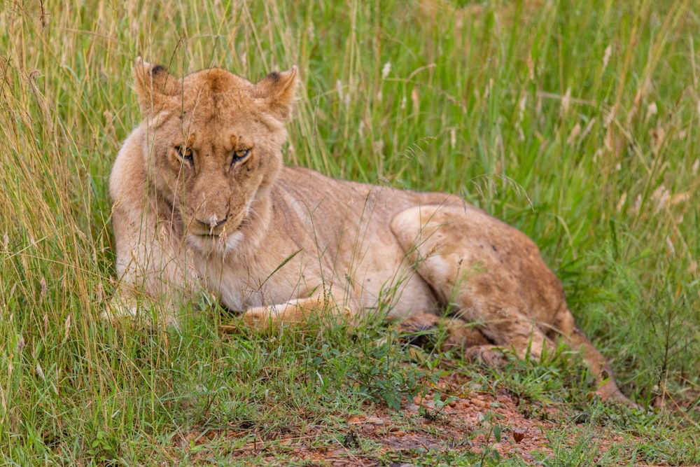 a lion laying down in a field of tall grass