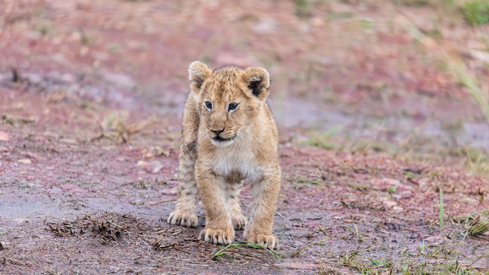 a young lion cub walking across a muddy field