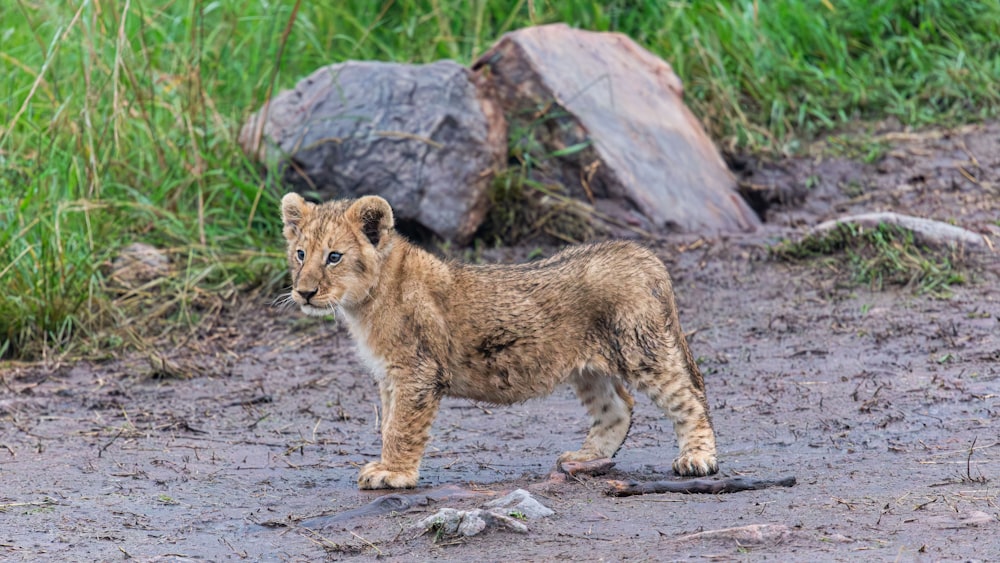 a young lion cub standing in the dirt