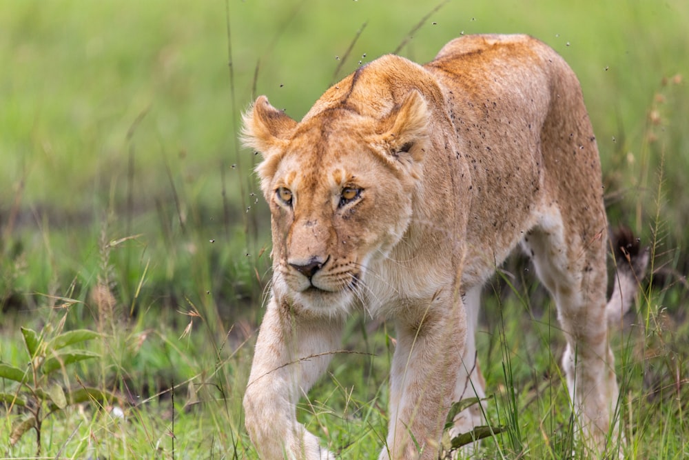 a young lion walking through a grassy field