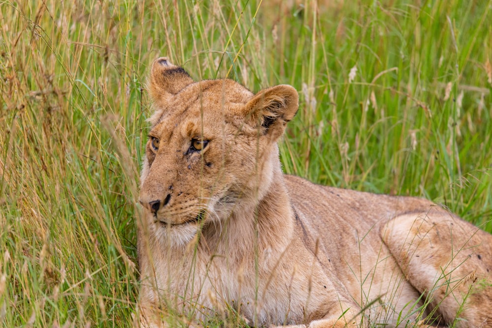 a lion laying down in the tall grass