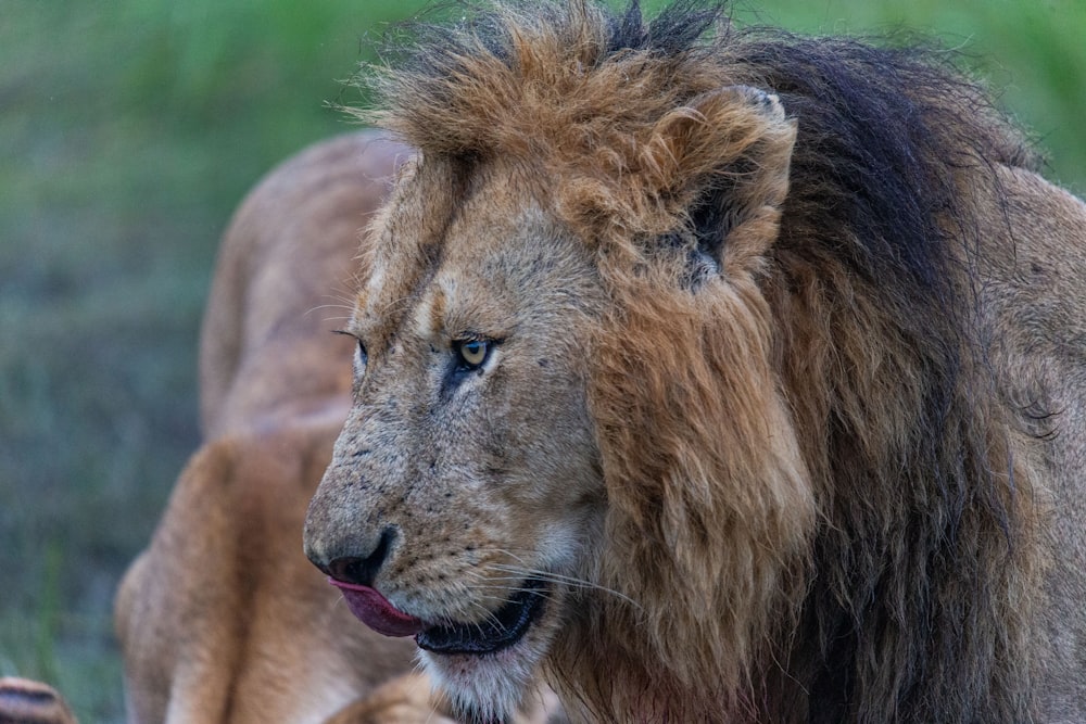 a close up of a lion near another animal