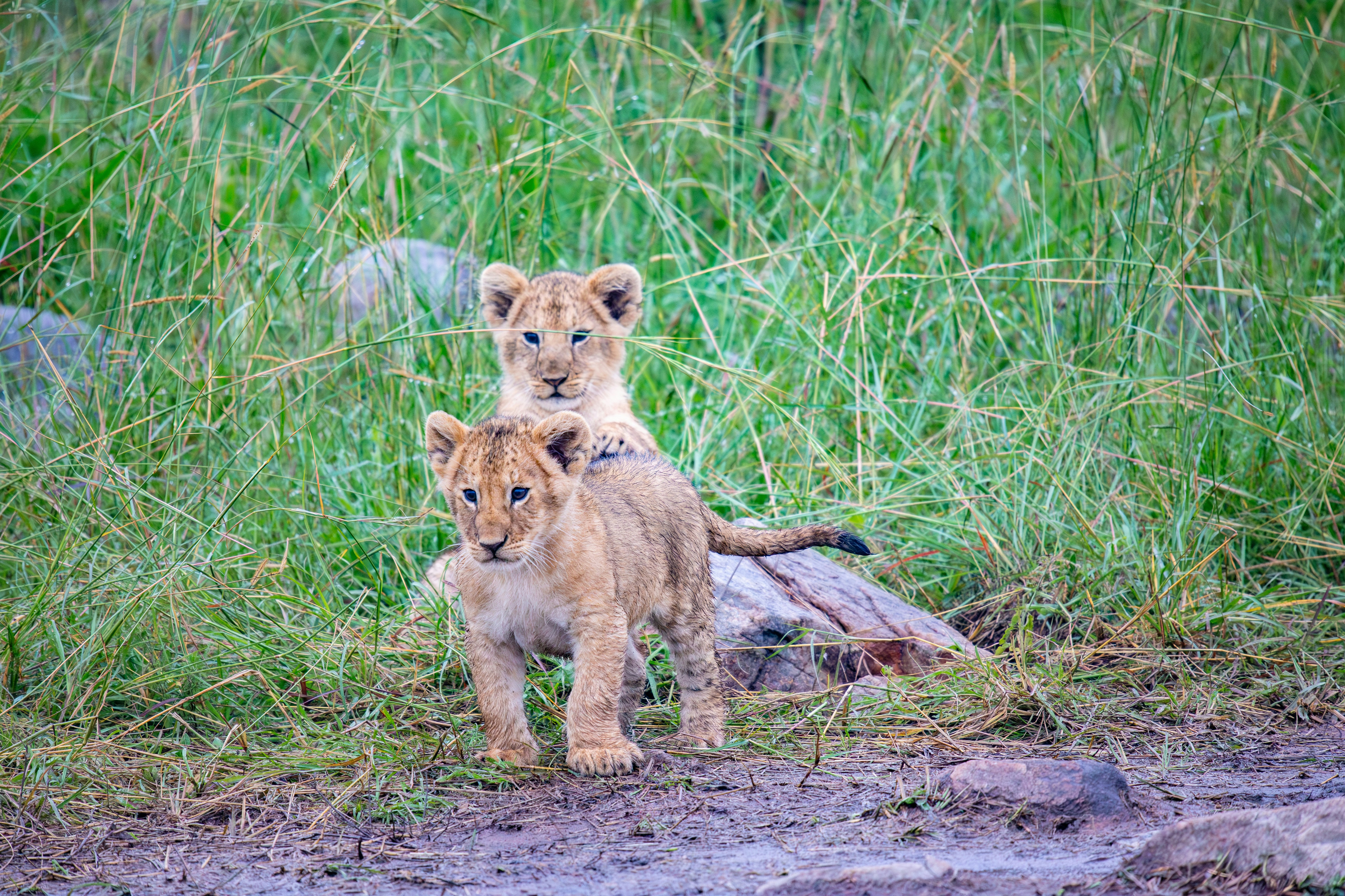 21. Cubs Face High Risks (image credits: unsplash)