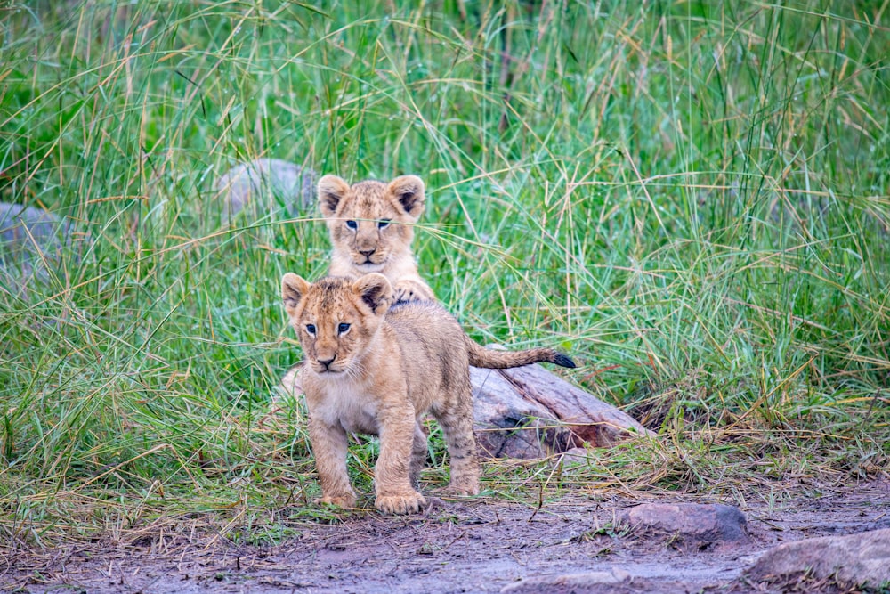 a couple of small lions standing next to each other