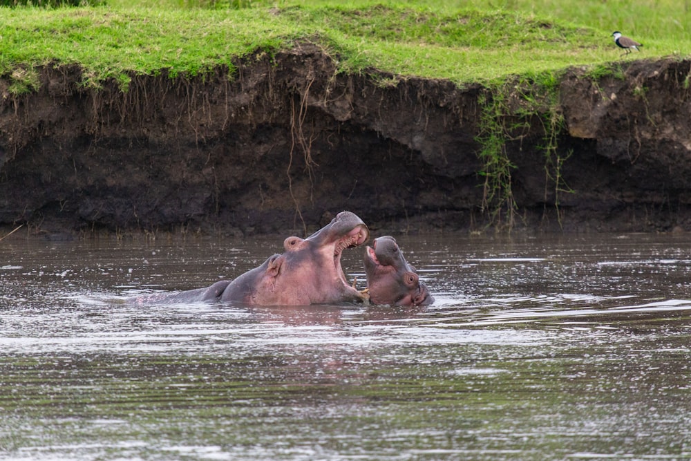 a hippopotamus in a body of water with a bird in the background