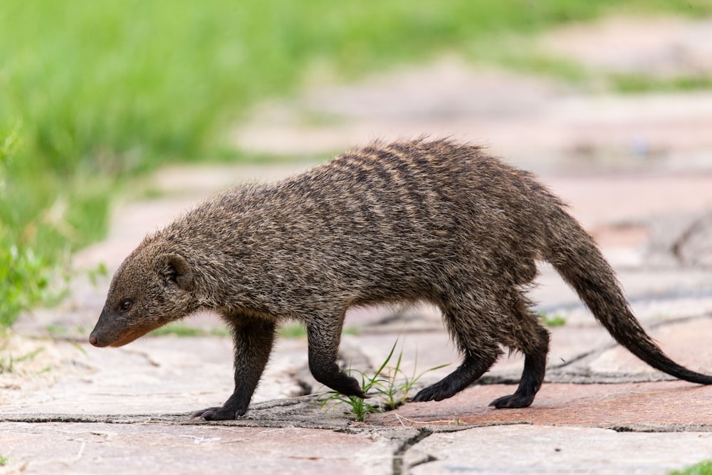 a small brown animal walking across a stone walkway