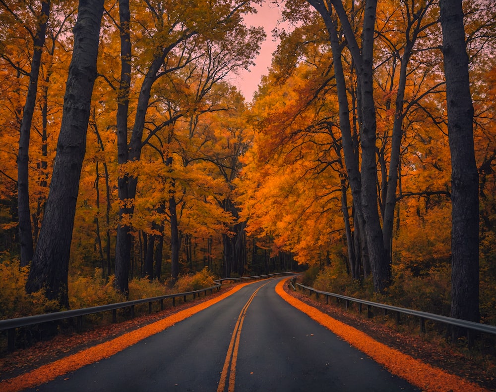 a road surrounded by trees with orange leaves