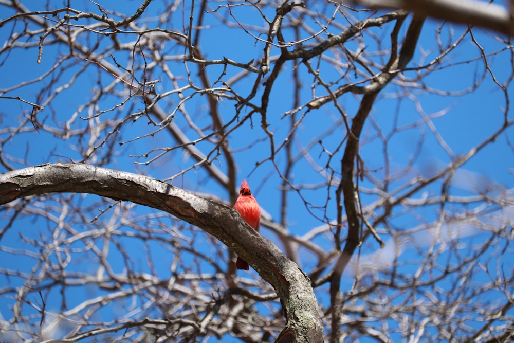 a red bird perched on a tree branch