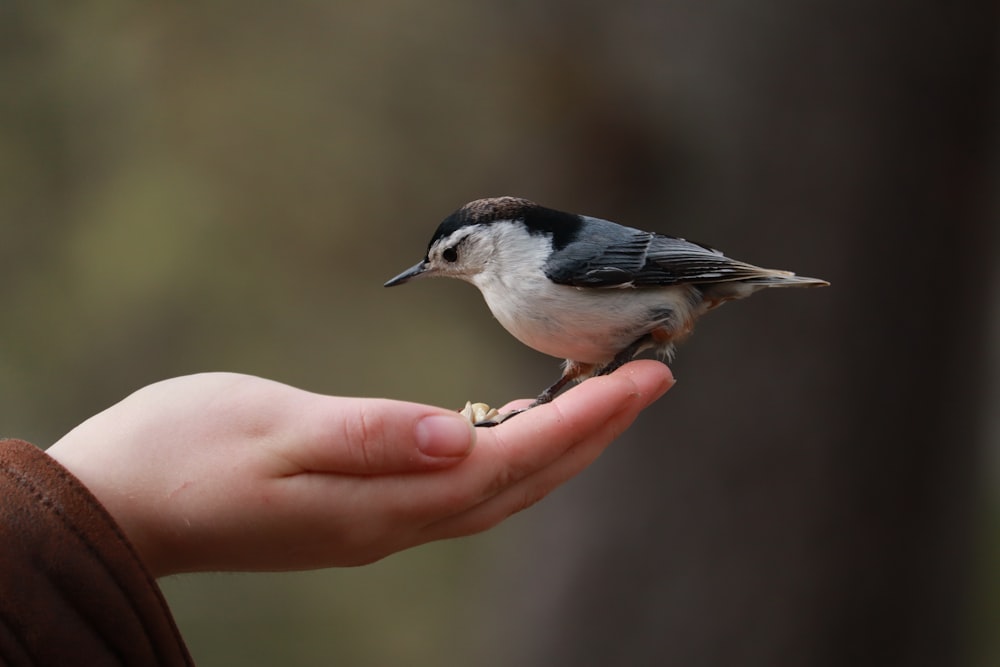 a small bird perched on a person's hand