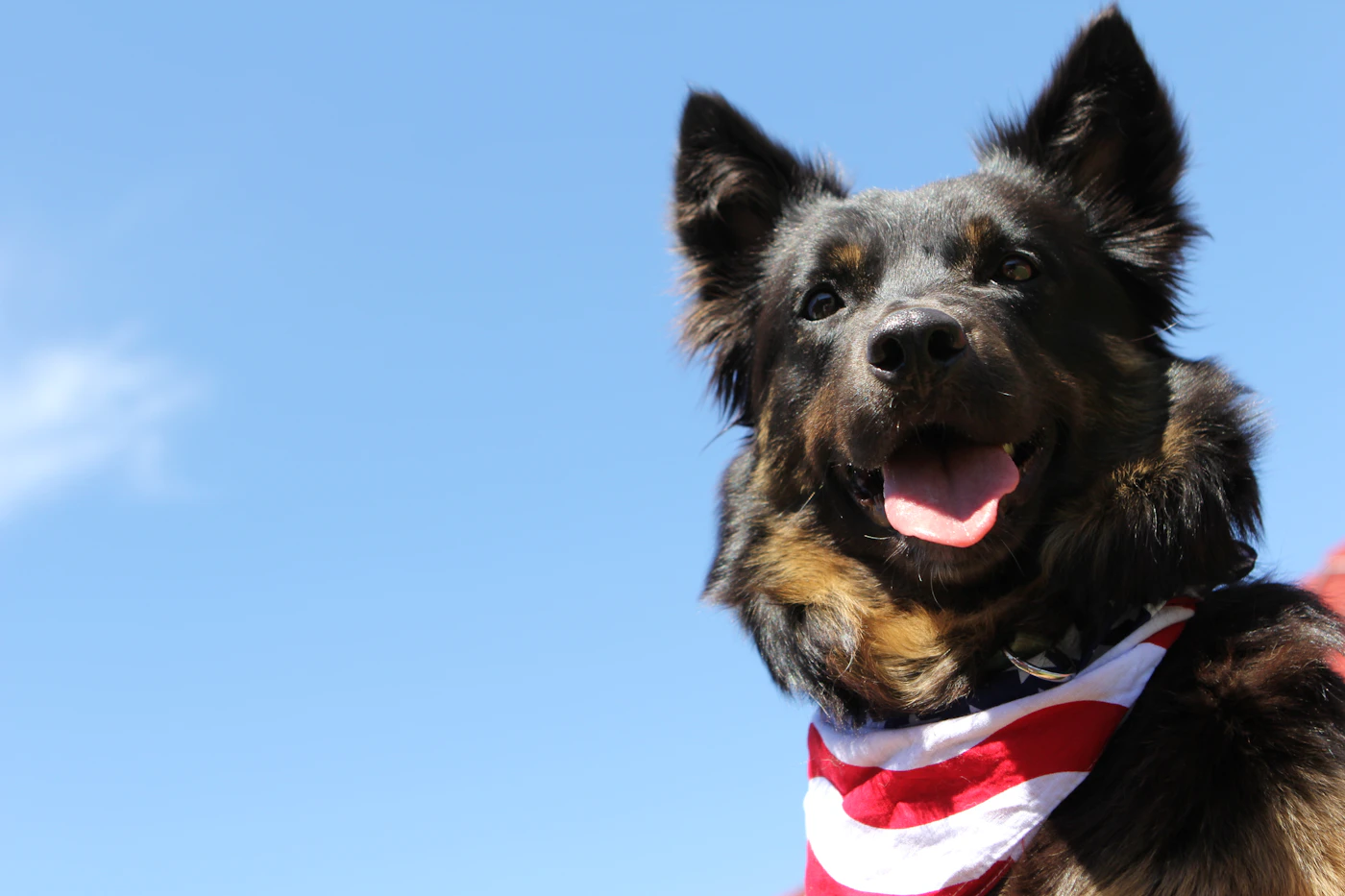 A settled black and brown dog wearing an American flag bandana rests calmly and looks up, relaxed and attentive after the working day