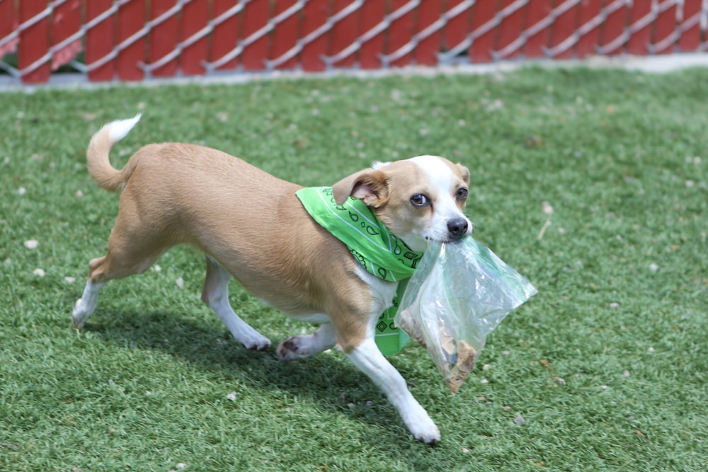 a brown and white dog carrying a plastic bag