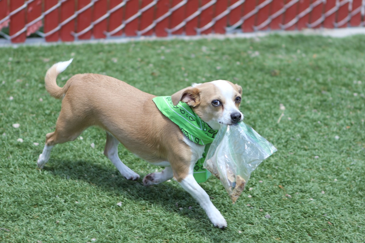 Earth Rated Biodegradable Poop Bags — sustainable Pets product review