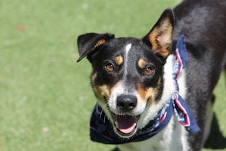 a black and white dog wearing a blue bandana
