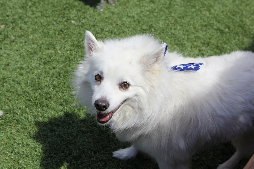 a white dog standing on top of a lush green field