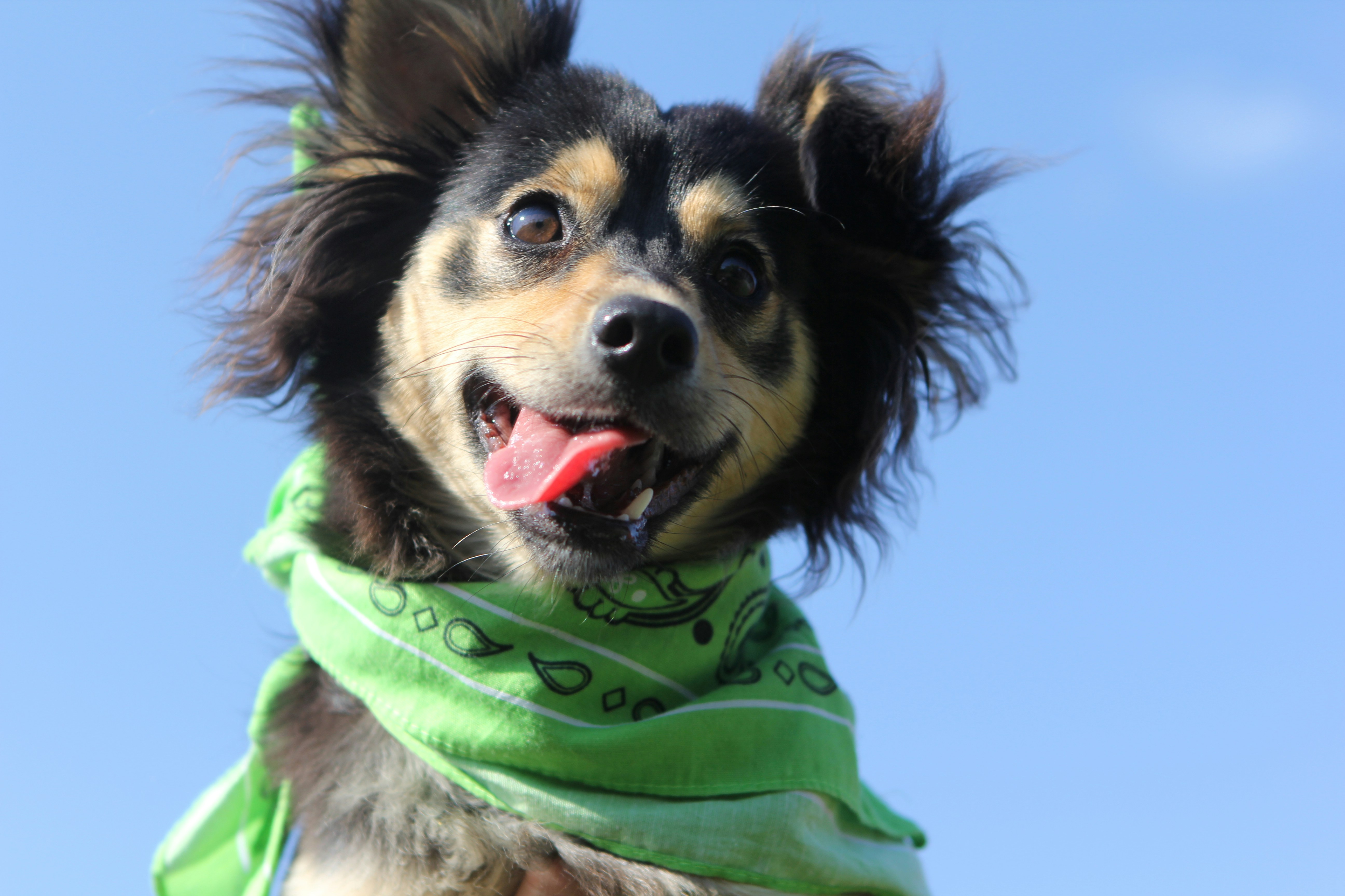 A happy small dog wearing a green bandana, with its tongue out and ears blowing in the wind, set against a clear blue sky.
