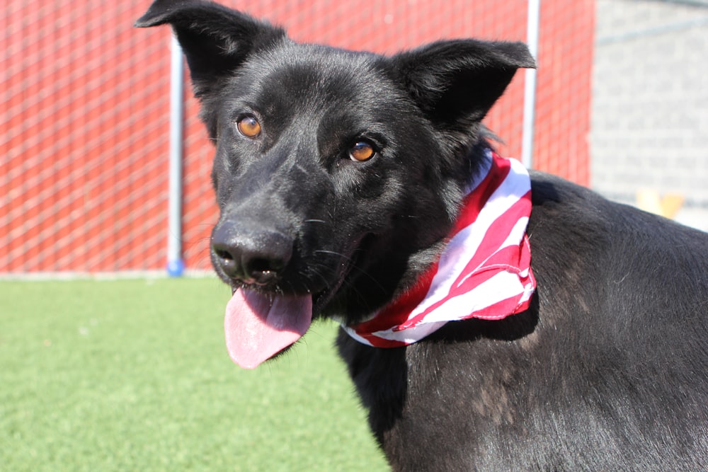 a black dog with a red, white and blue bandanna around its neck