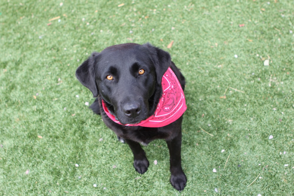 a black dog wearing a pink bandana sitting in the grass