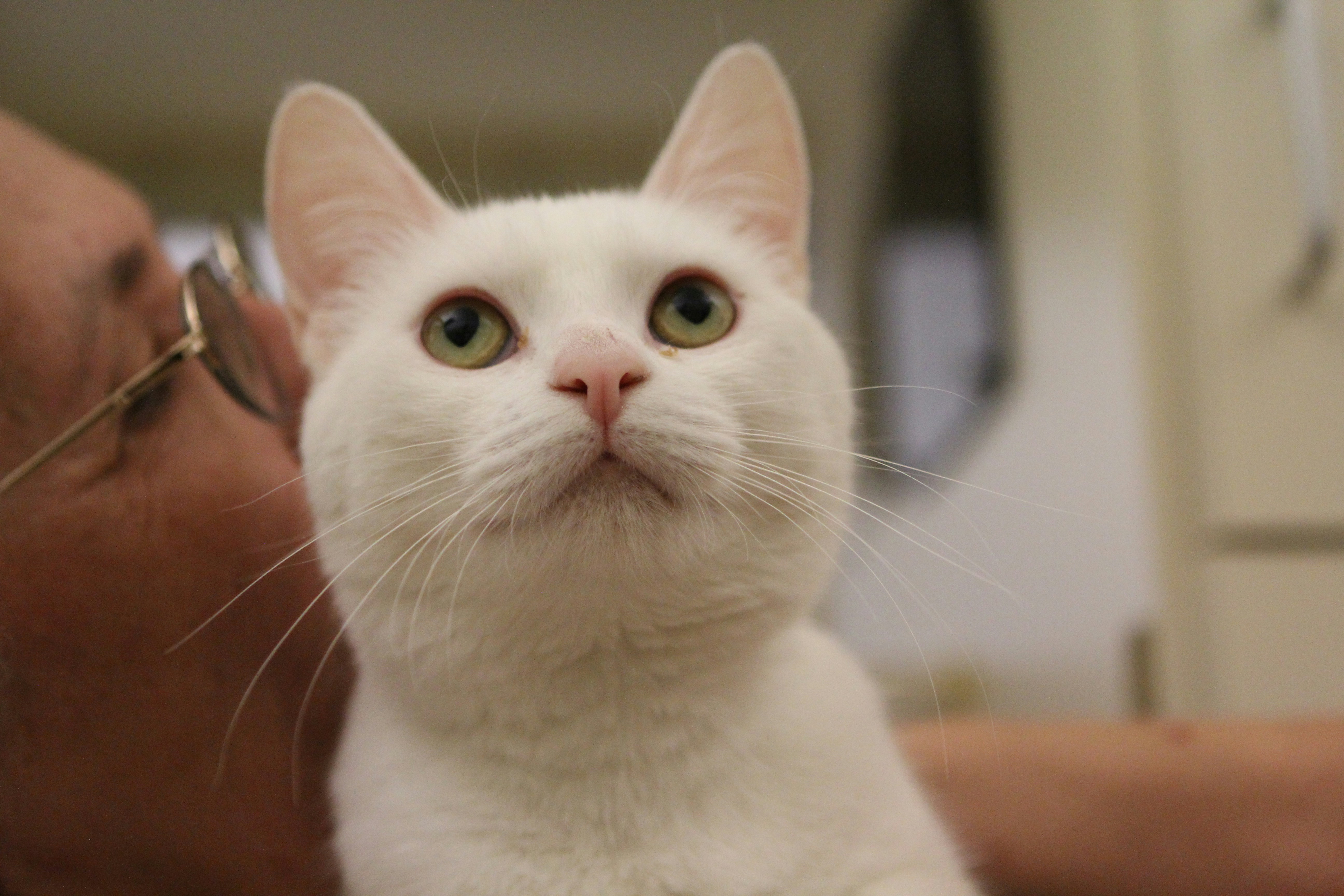 Do Kittens React Differently Than Adult Cats? (image credits: unsplash)