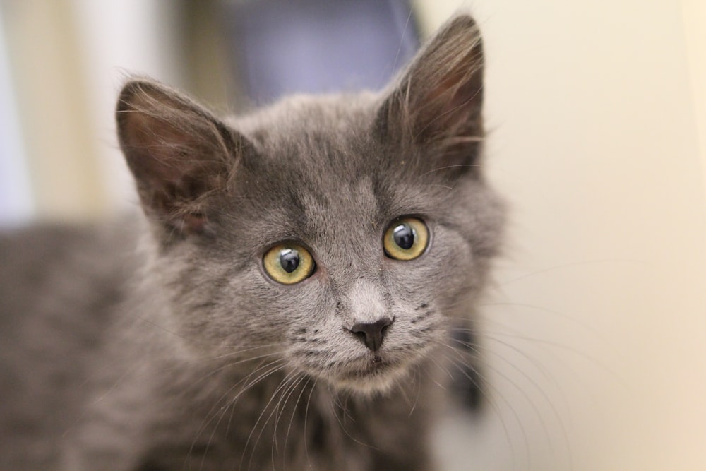Un gato gris con ojos amarillos mirando a la cámara