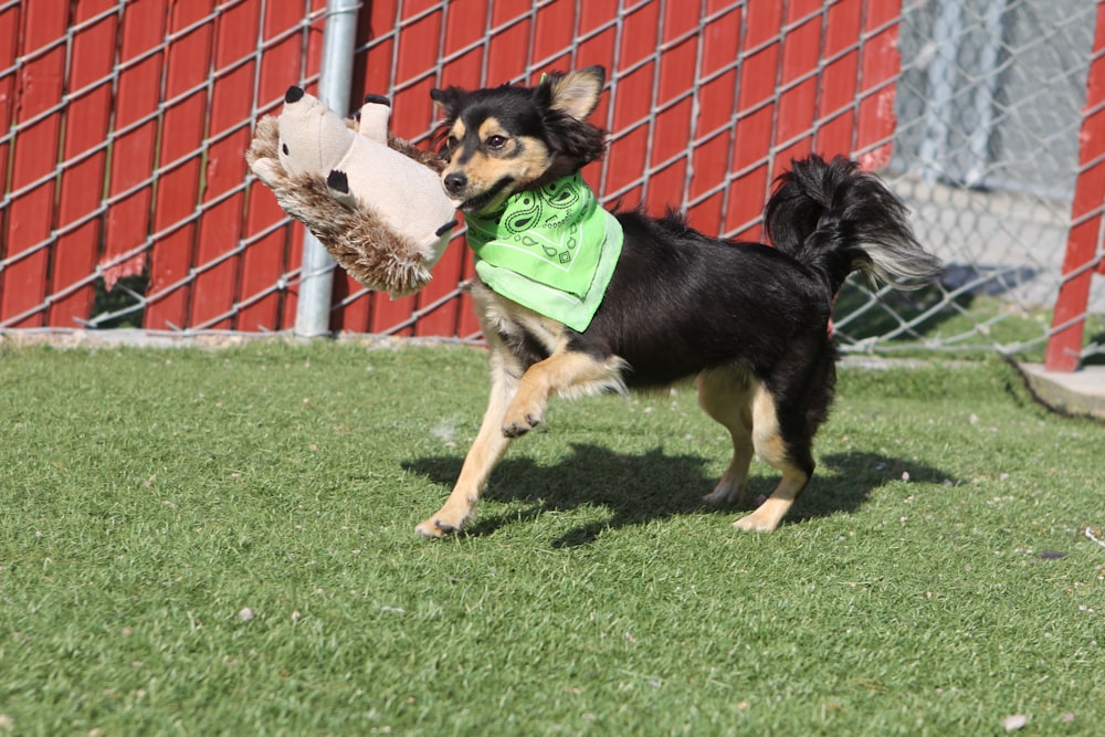 a black and brown dog holding a frisbee in it's mouth