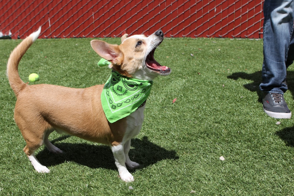 a brown and white dog wearing a green bandana
